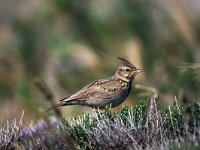 Galerida cristata 11, Kuifleeuwerik, Saxifraga-Piet Munsterman