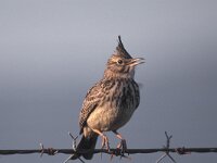 Galerida cristata 12, Kuifleeuwerik, Saxifraga-Piet Munsterman