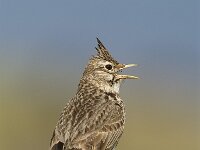 Galerida cristata 13, Kuifleeuwerik, Saxifraga-Piet Munsterman