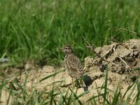 Galerida cristata 14, Kuifleeuwerik, Saxifraga-Dirk Hilbers