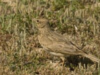 Galerida cristata 15, Kuifleeuwerik, Saxifraga-Marijke Verhagen