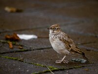 Galerida cristata 17, Kuifleeuwerik, Saxifraga-Mark Zekhuis