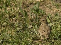 Galerida cristata 21, Kuifleeuwerik, Saxifraga-Marijke Verhagen