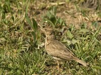 Galerida cristata 22, Kuifleeuwerik, Saxifraga-Marijke Verhagen