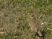 Galerida cristata 23, Kuifleeuwerik, Saxifraga-Marijke Verhagen