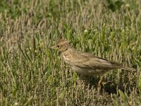 Galerida cristata 25, Kuifleeuwerik, Saxifraga-Marijke Verhagen