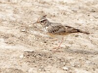 Galerida cristata 28, Kuifleeuwerik, Saxifraga-Bart Vastenhouw
