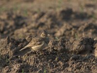 Galerida cristata 3, Kuifleeuwerik, Saxifraga-Luc Hoogenstein