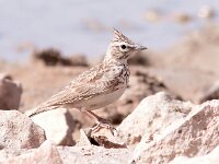 Galerida cristata 32, Kuifleeuwerik, Saxifraga-Bart Vastenhouw