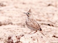 Galerida cristata 33, Kuifleeuwerik, Saxifraga-Bart Vastenhouw