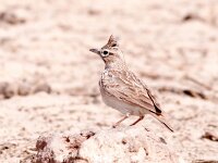 Galerida cristata 34, Kuifleeuwerik, Saxifraga-Bart Vastenhouw