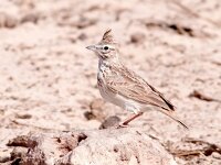 Galerida cristata 35, Kuifleeuwerik, Saxifraga-Bart Vastenhouw