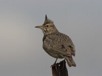 Galerida cristata 4, Kuifleeuwerik, Saxifraga-Luc Hoogenstein