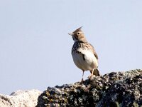 Galerida cristata 40, Kuifleeuwerik, Saxifraga-Bart Vastenhouw