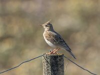 Galerida cristata 44, Kuifleeuwerik, Saxifraga-Bart Heijne