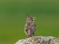 Galerida cristata 7, Kuifleeuwerik, Saxifraga-Luc Hoogenstein