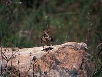 Galerida theklae 3, Thekla's leeuwerik, Saxifraga-Jan van der Straaten