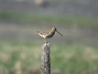 Gallinago gallinago 10, Watersnip, Saxifraga-Jan Nijendijk