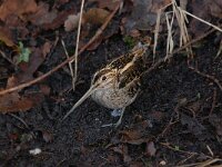 Gallinago gallinago 105, Watersnip, Saxifraga-Luuk Vermeer