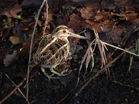 Gallinago gallinago 106, Watersnip, Saxifraga-Luuk Vermeer