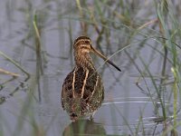 Gallinago gallinago 11, Watersnip, Saxifraga-Luc Hoogenstein