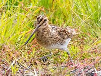 Gallinago gallinago 112, Watersnip, Saxifraga-Bart Vastenhouw