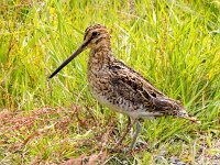 Gallinago gallinago 113, Watersnip, Saxifraga-Bart Vastenhouw