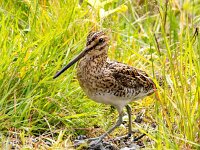 Gallinago gallinago 114, Watersnip, Saxifraga-Bart Vastenhouw