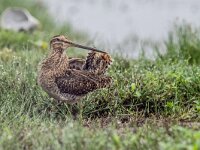 Gallinago gallinago 115, Watersnip, adult, Saxifraga-Theo Verstrael