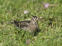 Gallinago gallinago 12, Watersnip, Saxifraga-Piet Munsterman