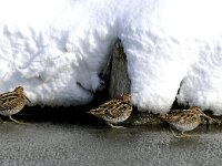 Gallinago gallinago 13, Watersnip, Saxifraga-Piet Munsterman