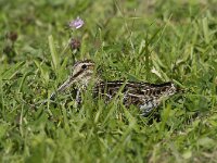 Gallinago gallinago 15, Watersnip, Saxifraga-Piet Munsterman
