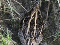 Gallinago gallinago 17, Watersnip, Saxifraga-Mark Zekhuis