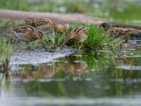 Gallinago gallinago 19, Watersnip, adult, Saxifraga-Theo Verstrael