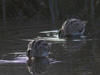 Gallinago gallinago 20, Watersnip, Saxifraga-Mark Zekhuis