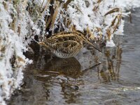 Gallinago gallinago 26, Watersnip, Saxifraga-Jan Nijendijk