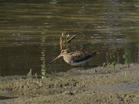 Gallinago gallinago 27, Watersnip, Saxifraga-Henk Sierdsema