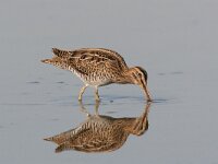 Gallinago gallinago 3, Watersnip, Saxifraga-Jaap Schelvis