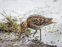 Gallinago gallinago 41, Watersnip, adult, Saxifraga-Theo Verstrael