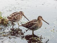 Gallinago gallinago 42, Watersnip, adult, Saxifraga-Theo Verstrael