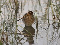 Gallinago gallinago 5, Watersnip, Saxifraga-Luc Hoogenstein
