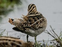 Gallinago gallinago 50, Watersnip, adult, Saxifraga-Theo Verstrael
