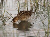 Gallinago gallinago 6, Watersnip, Saxifraga-Luc Hoogenstein