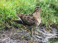 Gallinago gallinago 68, Watersnip, adult, Saxifraga-Theo Verstrael