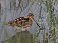 Gallinago gallinago 9, Watersnip, Saxifraga-Luc Hoogenstein