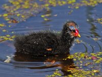 Waterhoen kuiken #01 : Gallinula chloropus, Common Moorhen, Waterhoen, kuiken (pullet)