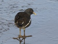 Gallinula chloropus 12, Waterhoen, Saxifraga-Ab H Baas