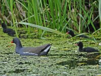 Waterhoen #47974 : Waterhoen, Common Moorhen, Gallinula chloropus