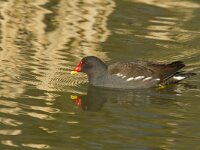Gallinula chloropus 14, Waterhoen, Saxifraga-Jan Nijendijk