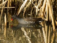 Gallinula chloropus 15, Waterhoen, Saxifraga-Jan Nijendijk